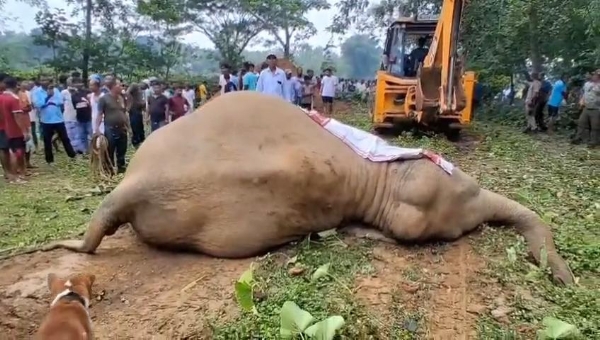 গোৱালপাৰাত কৰুণ অঘটন: মৰনৈত বিদ্যুৎস্পৃষ্ট হৈ গৰ্ভৱতী বন্যহস্তীৰ কৰুণ মৃত্যু