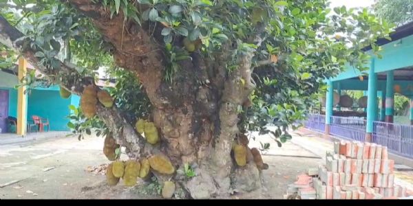 জামুগুৰিহাটত আছে এজোপা পাঁচশ বছৰীয়া কঠাল গছ