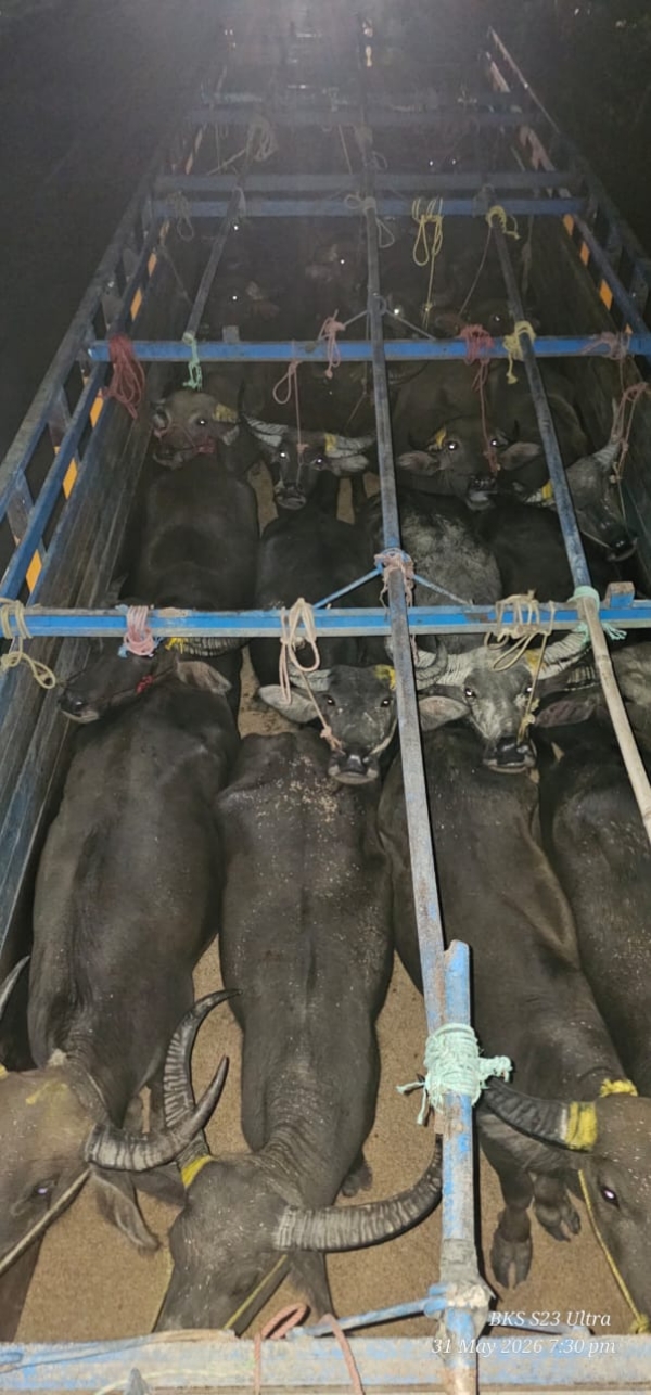 নিশা জাগীৰোডৰ ২৭ নং ৰাষ্ট্ৰীয় ঘাইপথত ২৫ টা চোৰাং ম’হ উদ্ধাৰ