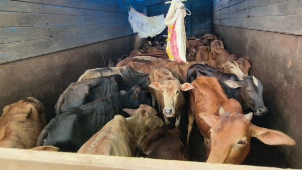 ৰাষ্ট্ৰীয় ঘাইপথত দিন দুপৰতে অব্যাহত আছে অবৈধ গো-সৰবৰাহ,,