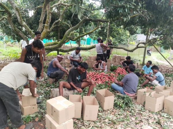প্ৰধানমন্ত্ৰীৰ কাৰ্যালয়লৈ বোম্বাইয়া ,ইলাচী ,শ্বাহী ,বিলাতী ,পিয়াঁজী ১০ হেজাৰ ৩০০ তেজপুৰৰ সুস্বাদু লিচু প্ৰেৰণ