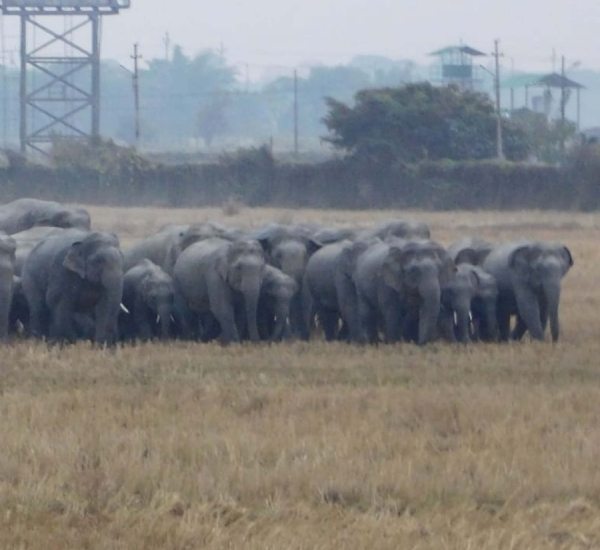 হাতী মানুহৰ সংঘাতৰ হাতী মানুহৰ সংঘাতৰ