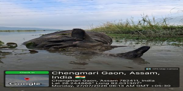 পবিতৰা অভয়াৰণ্যত গঁড়ৰ মৃতদেহ উদ্ধাৰ