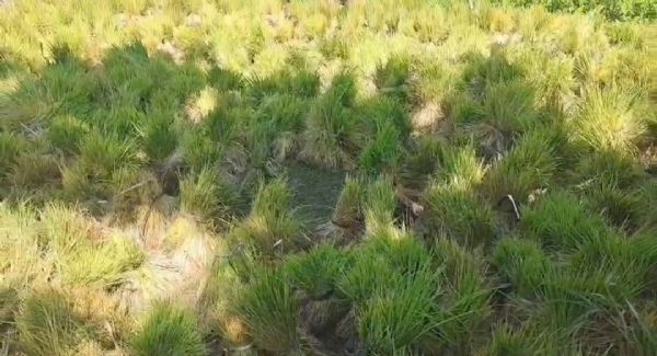 ভাৰতীয় কিষাণ সংঘ যোৰহাট জিলাই টীয়কত বানাক্ৰান্তৰ মাজত বিতৰণ কৰিলে ধানৰ কঠিয়া