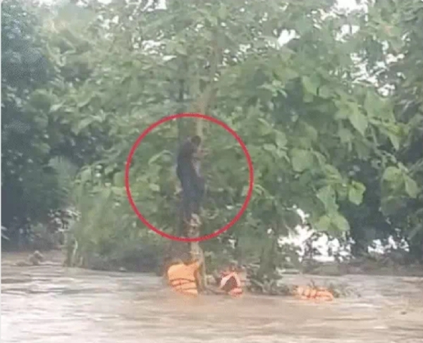 गुजरात के भारी की तस्वीर गुजरात के भारी की तस्वीर