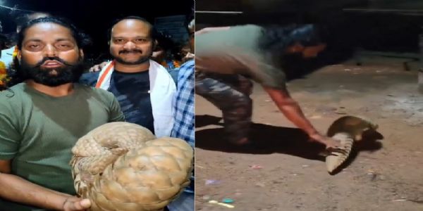 মধ্যপ্ৰদেশৰ শিৱপুৰী জিলাৰ এটা ঘৰত প্ৰৱেশ বিৰল বনৰৌ, সৰ্প বন্ধু আৰু বন বিভাগে উদ্ধাৰ কৰি নিৰাপদে এৰিলে বনত
