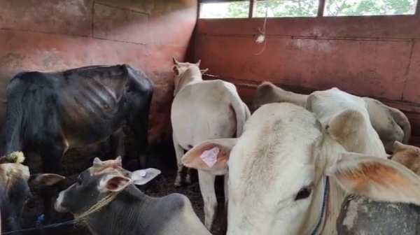 জাগীৰোডৰ ধৰমতুলত চোৰাং গৰু সৰবৰাহ কৰা বাহন জব্দ