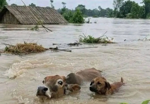 असम बाढ़ में लहरों को तैरकर पार करती एक गाय एवं कुत्ता। फोटोः सोशल मीडिया असम बाढ़ में लहरों को तैरकर पार करती एक गाय एवं कुत्ता। फोटोः सोशल मीडिया