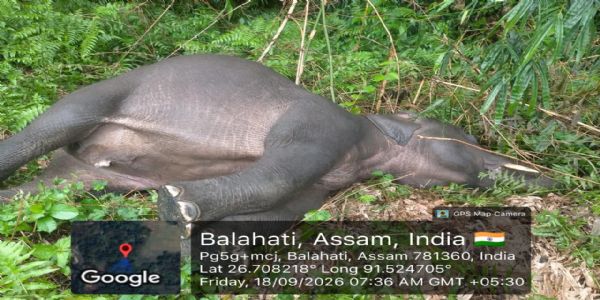 বাক্সাত ধাননি পথাৰত প্ৰায় ৩ বছৰীয়া হাতীৰ মৃতদেহ উদ্ধাৰ।